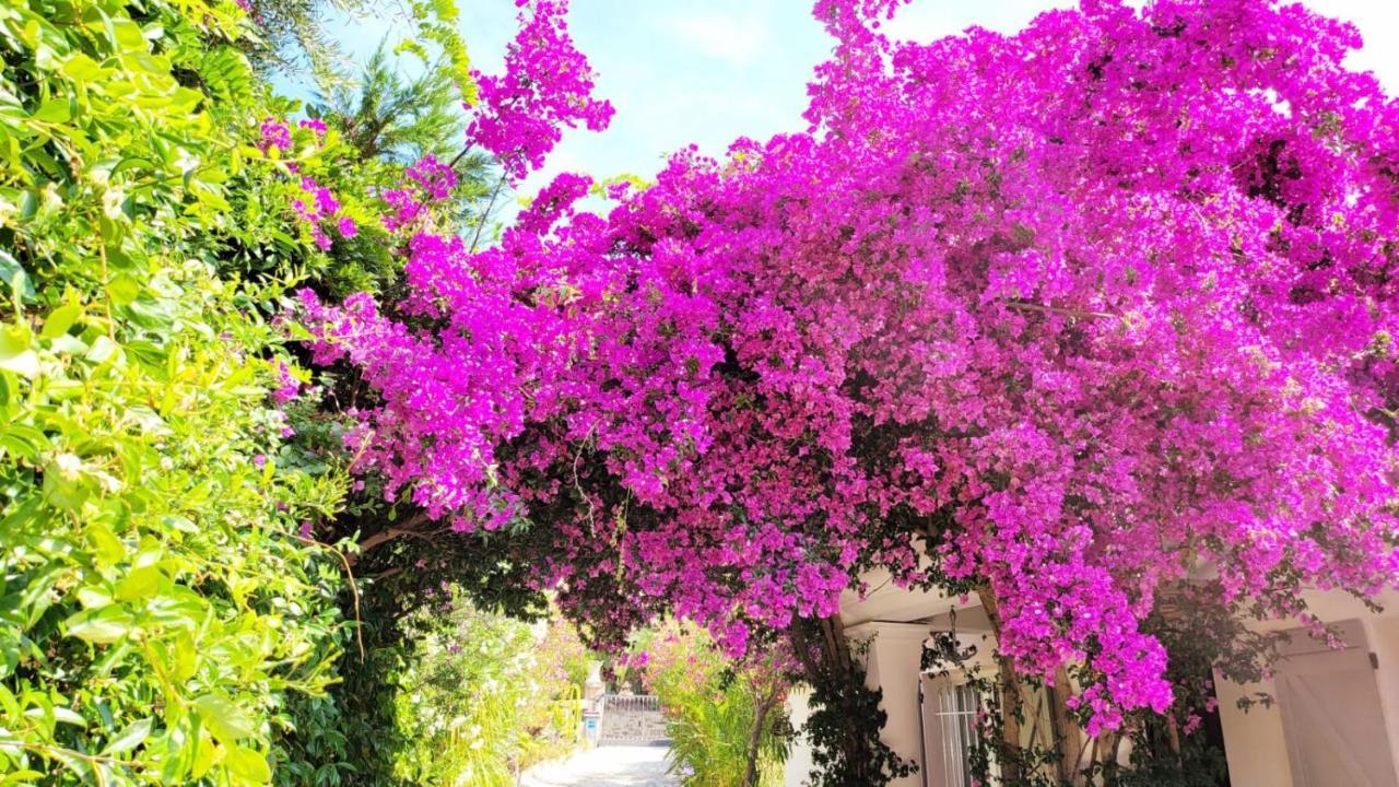 Villa Provencale A Sainte Maxime, Golf De Saint Tropez Eksteriør bilde