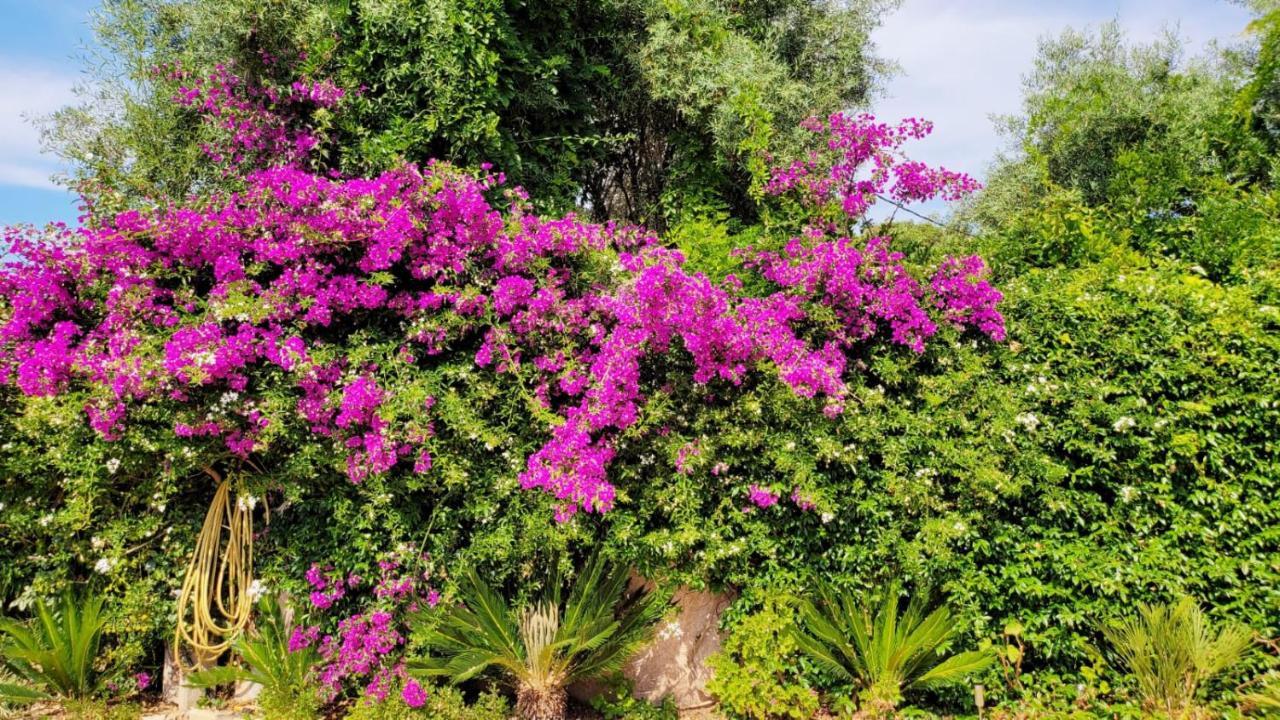 Villa Provencale A Sainte Maxime, Golf De Saint Tropez Eksteriør bilde